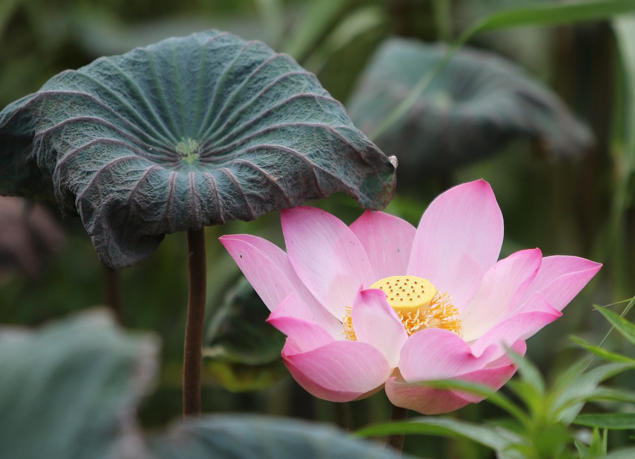 Verified Lotus365 App Download: Step-by-Step Guide for India (2026)